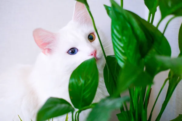 White cat with different color eyes hides behind a green plant. Turkish angora eats peace lily green leaves in living room. Domestic pets and houseplants