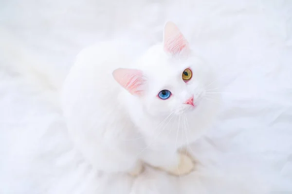 White cat with different color eyes looking up at camera on white bed. Turkish angora with blue and green eye. Adorable domestic pets, heterochromia — ストック写真