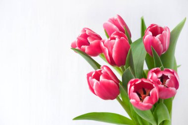Spring banner. Purple pink tulip bouquet on the white background. Easter and spring greeting card. Woman day concept. Copyspace for text