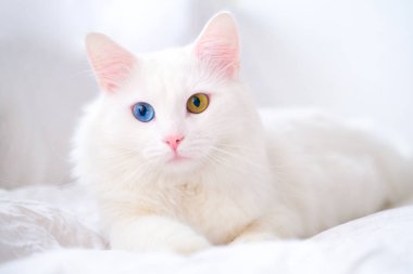 Farklı renkte gözleri olan beyaz bir kedi. Türk angorası. Mavi ve yeşil gözlü kedi yavrusu beyaz yatakta yatıyor. Sevimli evcil hayvanlar, heterokromi