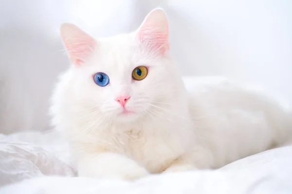 Farklı renkte gözleri olan beyaz bir kedi. Türk angorası. Mavi ve yeşil gözlü kedi yavrusu beyaz yatakta yatıyor. Sevimli evcil hayvanlar, heterokromi