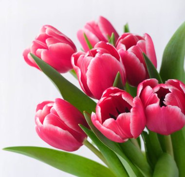 Spring banner. Purple pink tulip bouquet on the white background. Easter and spring greeting card. Woman day concept. Copyspace for text