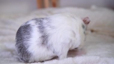 4k Greyand Gine domuzu yüzünü pençeleriyle kulaklarıyla yıkar, bedeni beyaz battaniyeye çizer.