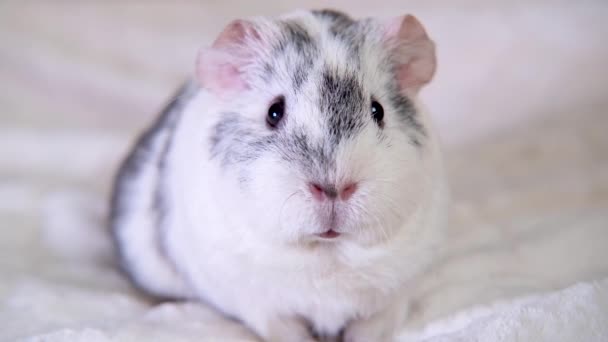 4k Grey guinea pigs at home on the white blanket moves nose and ears — Stock Video