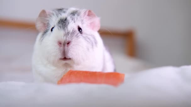 4k白色毛毯上的灰豚鼠在家里靠近胡萝卜移动鼻子和耳朵 — 图库视频影像