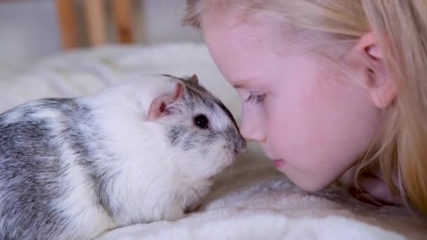 4k menina loira brincando com sua cobaia doméstica cinza em casa, tocar uns aos outros com seus narizes. Amigos animais — Vídeo de Stock