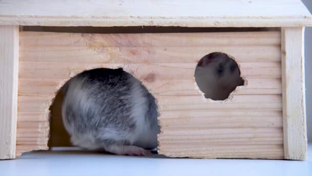 4k Grey cobaias entra em sua casa de madeira. Esconde-se nela, espreita pela janela em casa. Vida de animais domésticos roedores . — Vídeo de Stock
