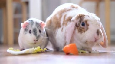 Lop ear red and white color bunny rabbit ve gri kobay yeşil salata yapraklarını çiğneyen ve evcil hayvanlarda havuç yiyen kemirgen evcil hayvanları 