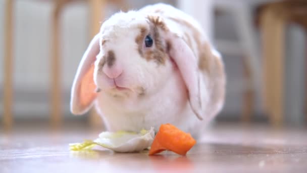 赤と白の色のウサギが家で緑の葉とニンジンを噛む-動物性食品やペットのコンセプト — ストック動画