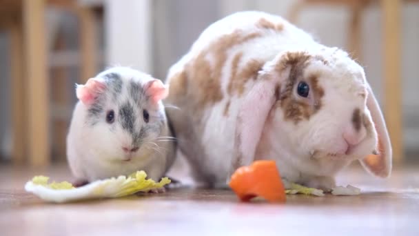 Lop oreja de color rojo y blanco conejo conejo y gris conejillo de indias masticar hojas de ensalada verde y zanahoria en el hogar animales alimentos y mascotas roedor doméctico — Vídeo de stock