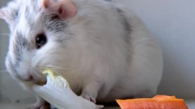 4k Gri Beyaz Gine domuzu evde yeşil salata yaprağı ve havuç çiğniyor - hayvan maması ve evcil hayvan konsepti 