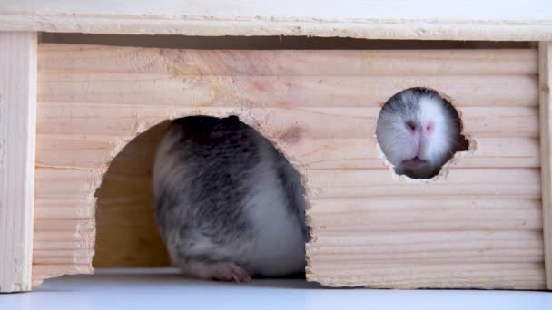 4k Neus van grijze cavia gluurt uit het raam van een houten huis. tamme knaagdieren. — Stockvideo