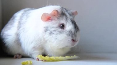 4k Gri Beyaz Gine domuzu evde yeşil salata yaprağı çiğniyor - hayvan maması ve evcil hayvan konsepti 