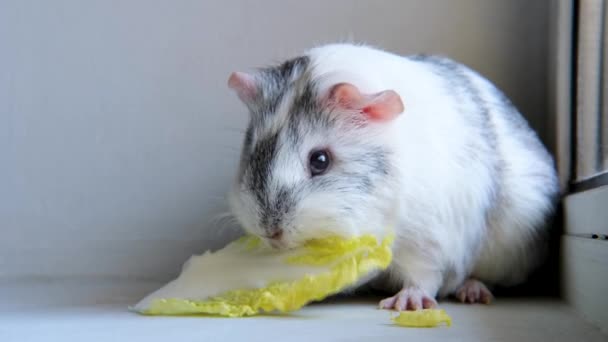 4k Gris blanco conejillo de indias masticar hojas de ensalada verde en el hogar - animales alimentos y animales domésticos concepto — Vídeos de Stock