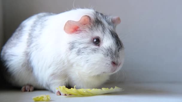 4k Gris blanco conejillo de indias masticar hojas de ensalada verde en el hogar - animales alimentos y animales domésticos concepto — Vídeos de Stock