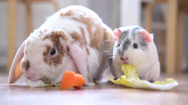 Lop oreja de color rojo y blanco conejo conejo y gris conejillo de indias masticar hojas de ensalada verde y zanahoria en el hogar animales alimentos y mascotas roedor doméctico — Vídeos de Stock