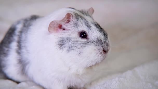 4k白色毛毯上的灰豚鼠在家里动动鼻子和耳朵 — 图库视频影像