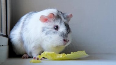 4k Gri Beyaz Gine domuzu evde yeşil salata yaprağı çiğniyor - hayvan maması ve evcil hayvan konsepti 