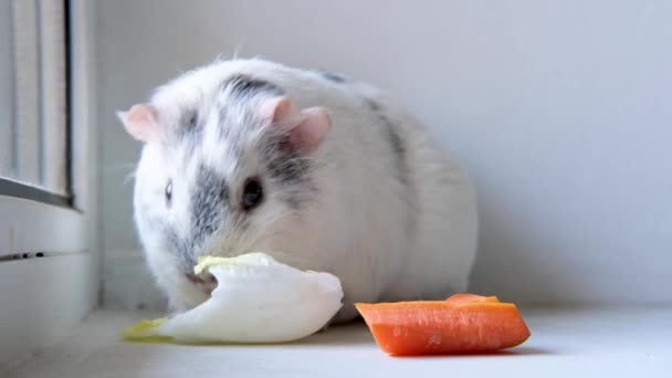 4k Gris blanco conejillo de indias masticar hojas de ensalada verde y zanahoria en el hogar - animales alimentos y animales domésticos concepto — Vídeo de stock