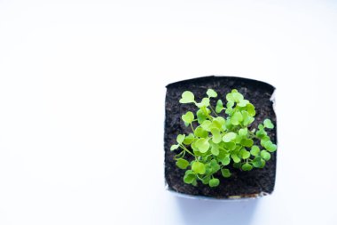 Çaydanlıkta taze filizler. Pencere eşiğinde nasıl yiyecek yetiştirilir? fidanlar ve bahçe işleri..