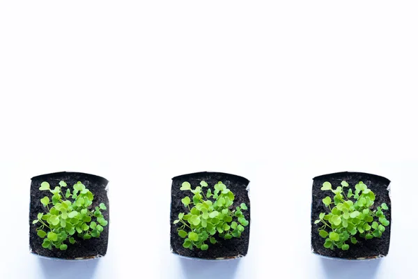 Νέοι βλαστοί πράσινο φυτό σε τρεις γλάστρες σε λευκό περβάζι. καλλιέργεια τροφίμων στο σπίτι. σπορόφυτα και κηπουρική. Αντιγραφή spase — Φωτογραφία Αρχείου