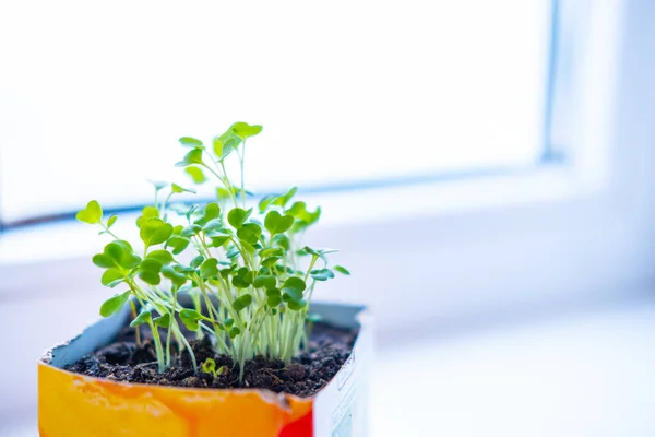 Νέοι βλαστοί πράσινο φυτό στην κατσαρόλα. Πώς να καλλιεργείς φαγητό στο σπίτι στο περβάζι του παραθύρου. σπορόφυτα και κηπουρική. — Φωτογραφία Αρχείου