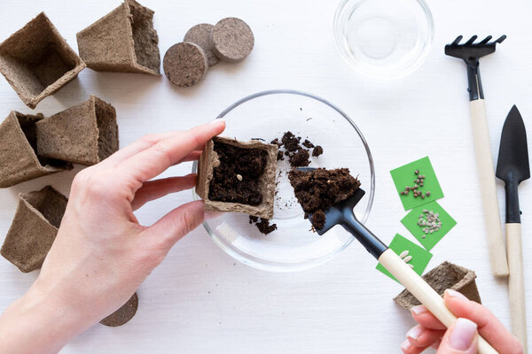 How to growing food at home on windowsill. Woman hands plant seeds in peat pot. Tools for seedlings and home gardening. Step by step instruction on white wood. Step 7 DIY