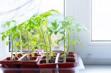 Beyaz pencerede çömlek içinde taze domates fideleri. Pencere eşiğinde nasıl yiyecek yetiştirilir? Yeşillik filizleri ve bahçe işleri..