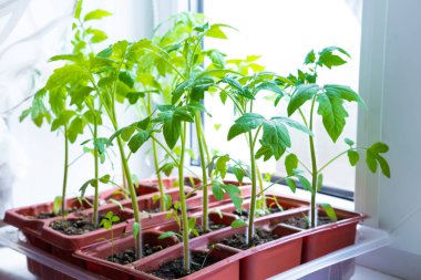 Beyaz pencerede çömlek içinde taze domates fideleri. Pencere eşiğinde nasıl yiyecek yetiştirilir? Yeşillik filizleri ve bahçe işleri..