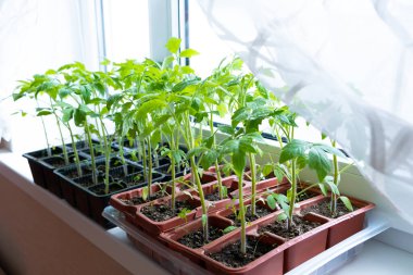 Beyaz pencerede çömlek içinde taze domates fideleri. Pencere eşiğinde nasıl yiyecek yetiştirilir? Yeşillik filizleri ve bahçe işleri..