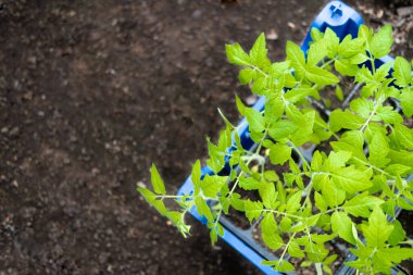 Seradaki çömleklerde taze domates fideleri. Evde yiyecek yetiştirmeyi. Yeşillik filizleri ve bahçe işleri. Üst Manzara. Metin için kopyalama alanı