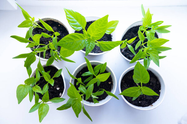 Молодые ростки зеленого растительного перца в горшках на белом окне. Как выращивать еду дома на подоконнике. саженцы и домашний сад
.