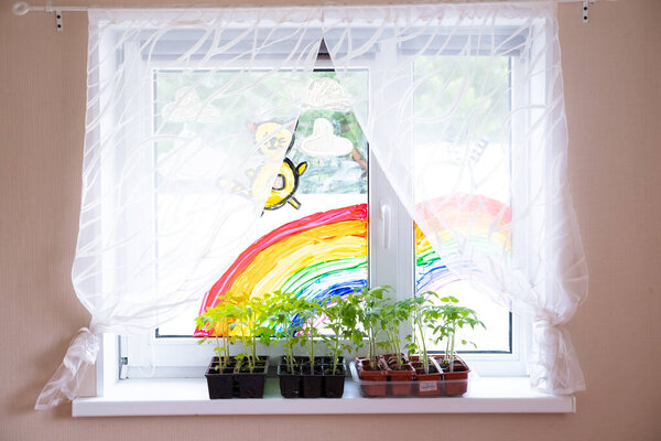 Young tomato seedlings in pots on white window. How to growing food at home on windowsill. sprouts green plant and home gardening.