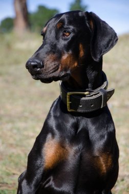Dobermann