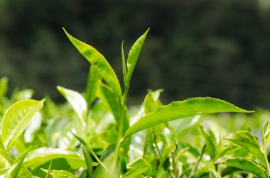 Siyah çay bitki çay plantasyon Nairobi dışında üzerinde büyüyen