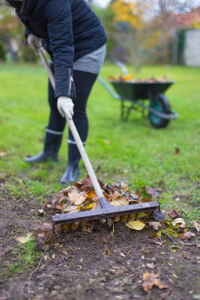 Gardener woman raking leaves from field at autumn