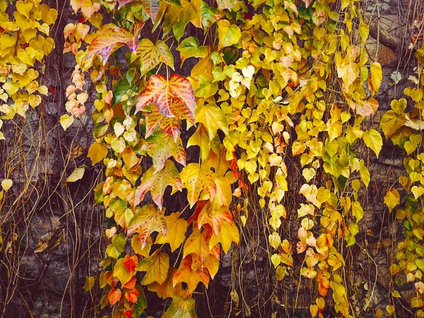 Autumn ivy growing up a brick wall