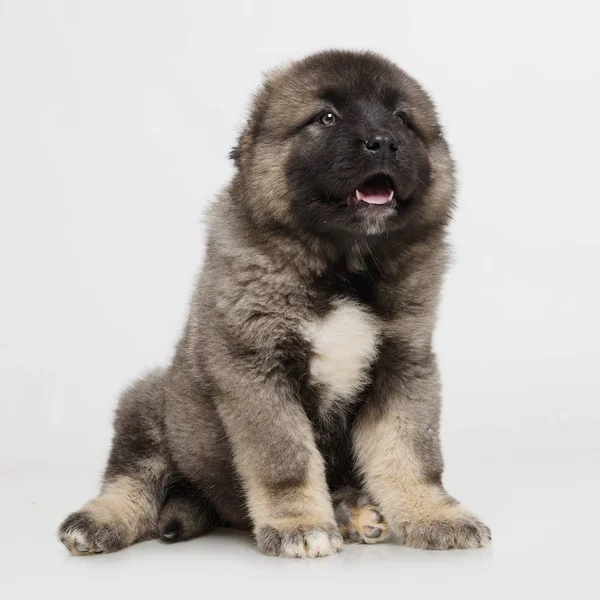 Kaukasischer Schäferhund Welpe Auf Weißem Hintergrund lizenzfreie Stockbilder