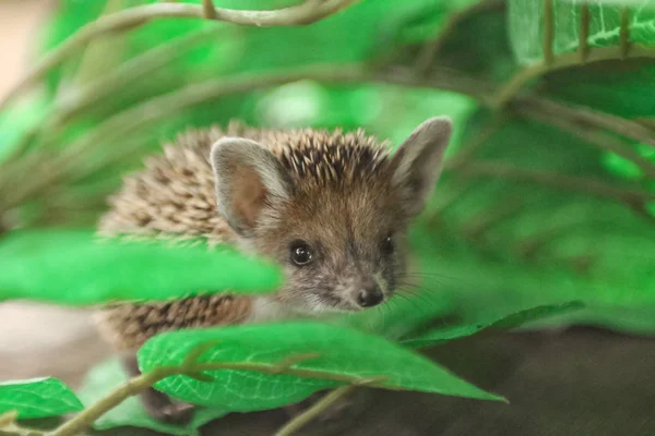 hedgehog in the foliage