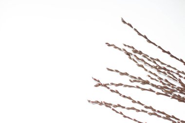 Beyaz arka planda Paskalya söğüdü. Metin için boşluk