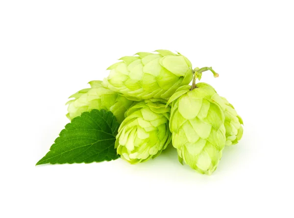 Saftiger Hopfen isoliert auf Weiß — Stockfoto