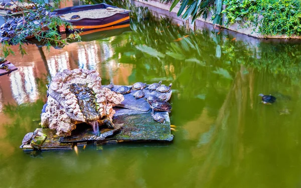 Tartarugas de água verde em uma lagoa artificial na estação de Atocha - Madrid, Espanha — Fotografia de Stock