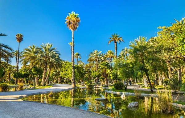 Palmeral de Elche, Espanha. Património da UNESCO — Fotografia de Stock