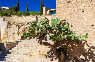 Alicante, İspanya Santa Barbara Kalesi'nde opuntia kaktüs
