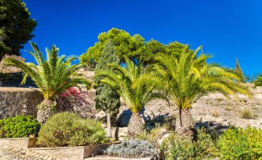 Palmiye ağaçları Santa Barbara şatoda Alicante, İspanya