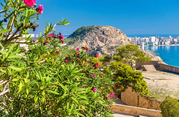 Çiçeklere Santa Barbara Castle Alicante, İspanya — Stok fotoğraf