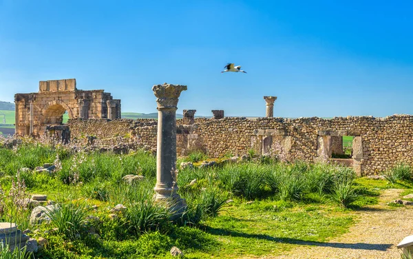 Volubilis, Berber 및 모로코에 있는 로마의 도시 유적 — 스톡 사진