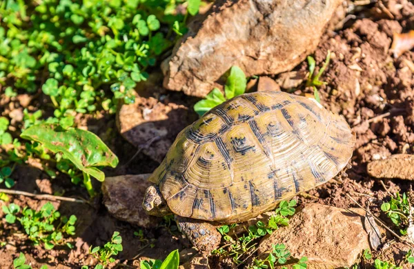 Żółw na ziemi w pobliżu Moulay Idriss, Maroko — Zdjęcie stockowe