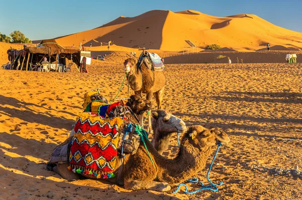 Dromedár tevék pihenő Erg Chebbi dűnék, a Szahara sivatag. Merzouga, Marokkó — Stock Fotó