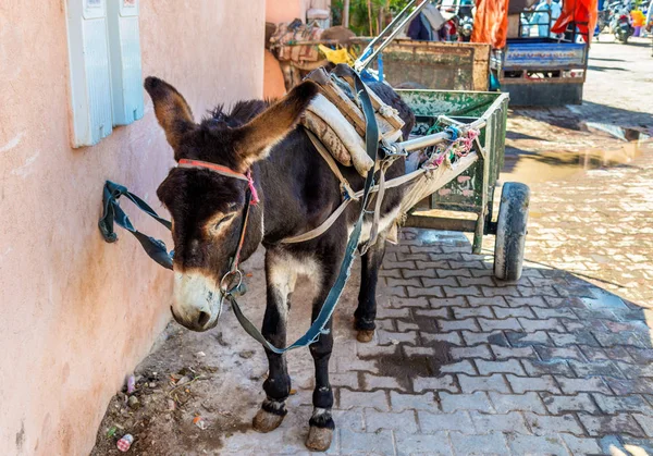 Working donkey with a cart on a street of Marrakesh, Morocco — Stock Image Working donkey with a cart on a street of Marrakesh, Morocco Stock Photo